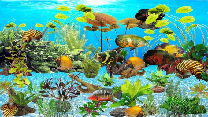 Tiger Oscar Aquarium Tiger Oscar Aquarium