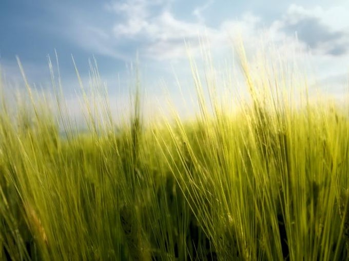 Spring Wheat Spring Wheat