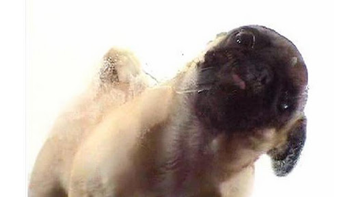 Perro limpiador de pantalla Perro limpiador de pantalla
