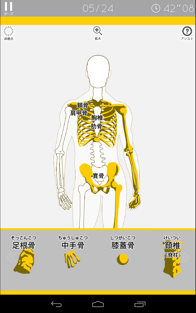 あそんでまなべる 人体模型パズル あそんでまなべる 人体模型パズル