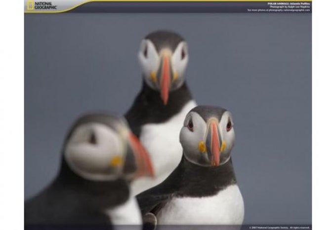 National Geographic Polar Animals Screensaver National Geographic Polar Animals Screensaver
