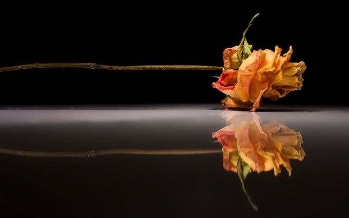 Tema Roses Tema Roses