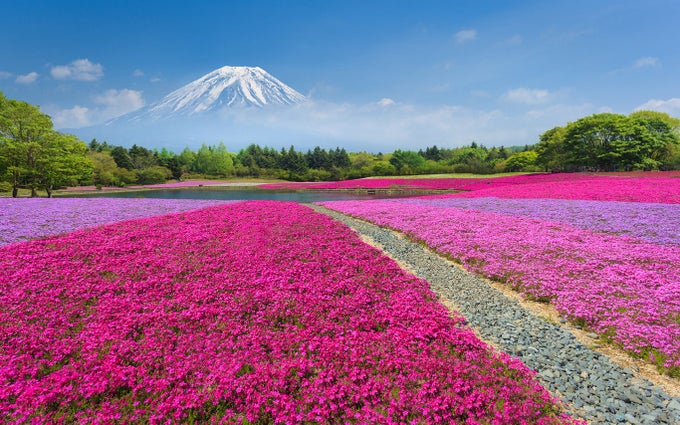 Fields of Flowers Fields of Flowers