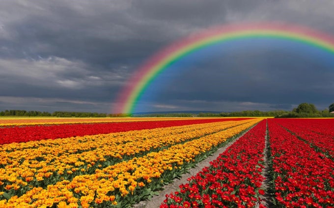 Fields of Flowers Fields of Flowers