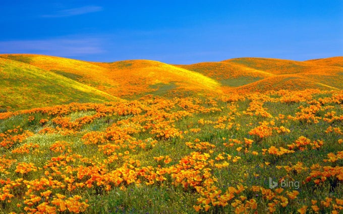 Bing Sunshine Bing Sunshine