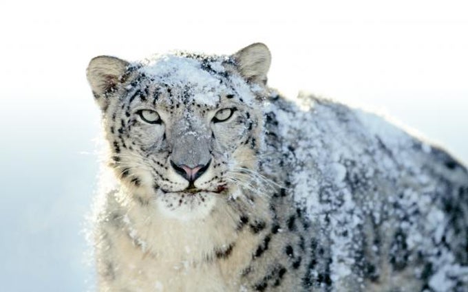 Mac OS X Snow Leopard Wallpapers Mac OS X Snow Leopard Wallpapers