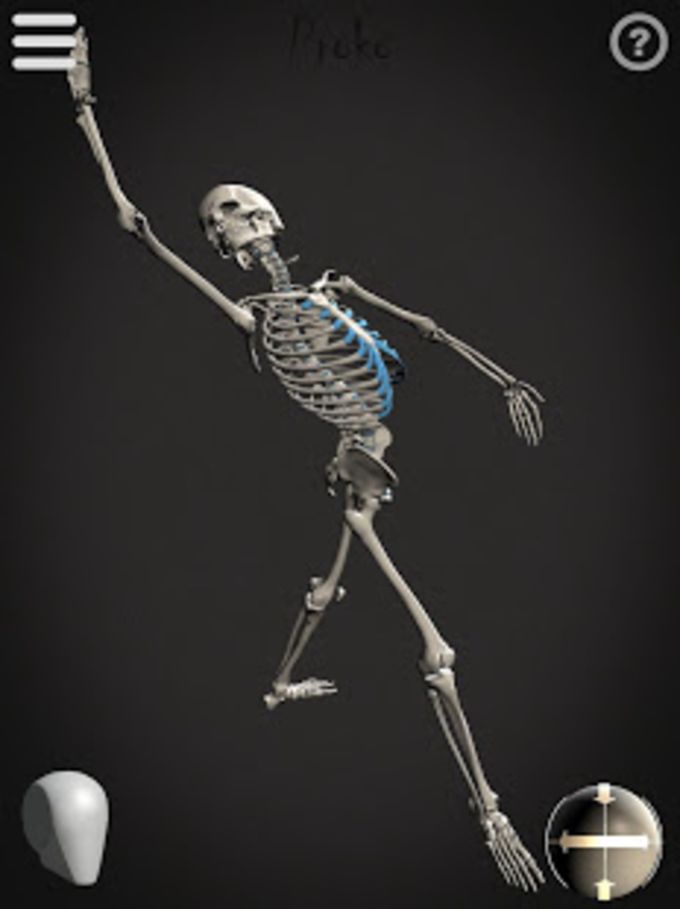 Human Skeleton Posing On White 02 Stock Illustration 49097728 | Shutterstock