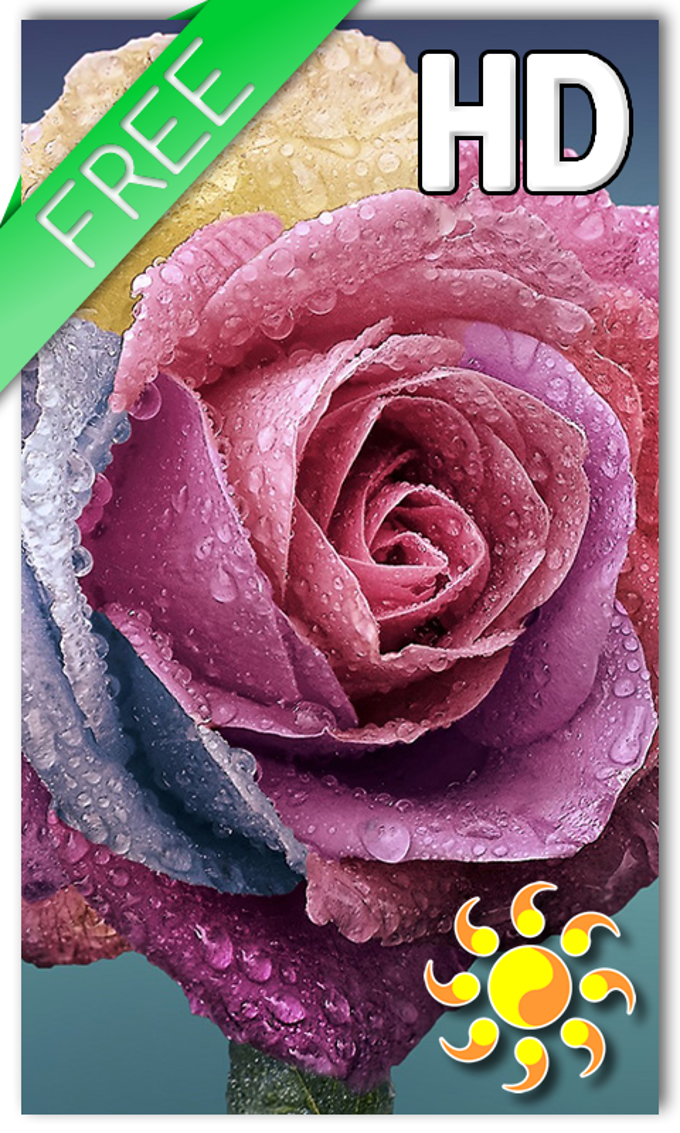 Raindrops Rose Live HD Raindrops Rose Live HD