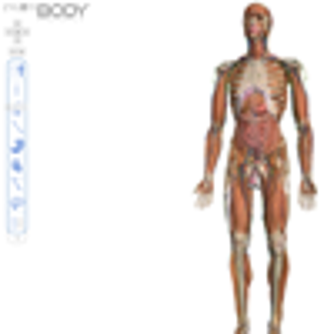 Zygote Body Zygote Body