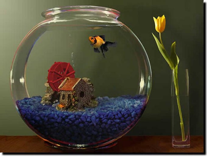 Goldfish Aquarium Goldfish Aquarium