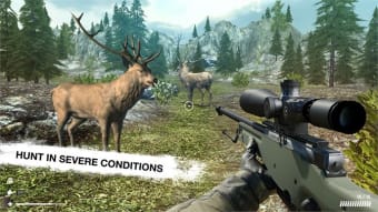 Hunting Animals 3D