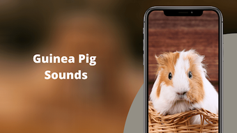 Guinea Pig Sounds