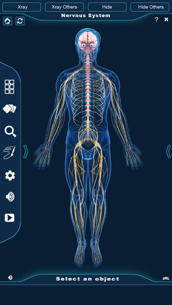 Nervous System Anatomy Pro.