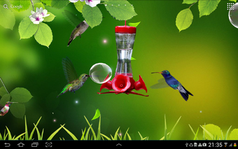 Hummingbirds wallpaper