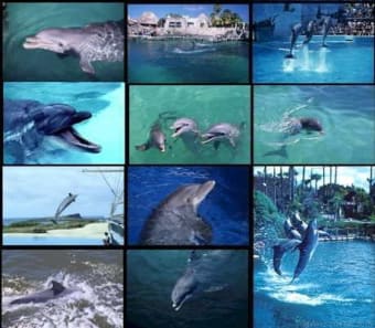 Dolphins Screensaver
