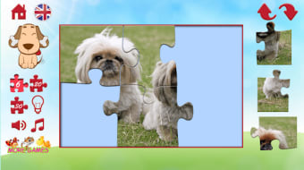 Puzzles of a dog