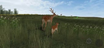 Life Of Deer Remastered