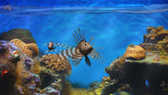 Fish Fingers 3D Interactive Aquarium FREE