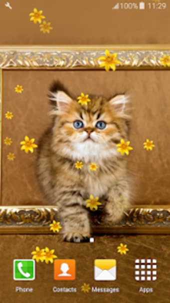 Persian Cats Live Wallpapers