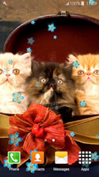 Persian Cats Live Wallpapers