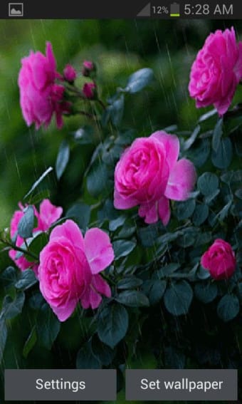 Rainy Pink Flowers LWP