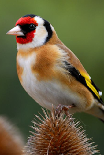 Goldfinch vscanary -top birds