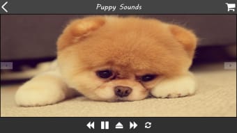 Puppy Sound Dog Spa music-radio