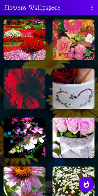 Flowers Wallpapers : Colorful