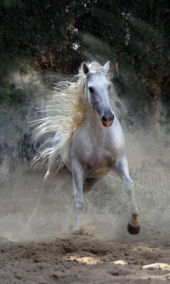 500 Amazing Horse Pictures HD
