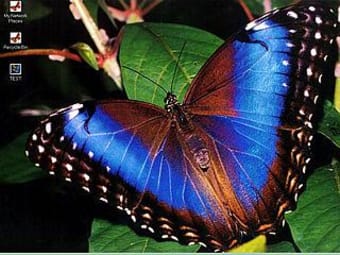 A Beautiful Butterfly Theme