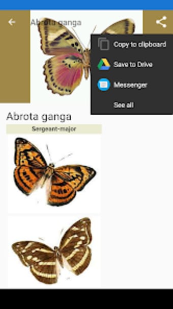 Butterflies: Encyclopedia