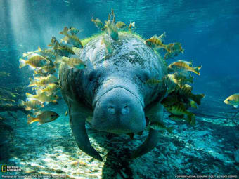 National Geographic Manatee and Fish Wallpaper