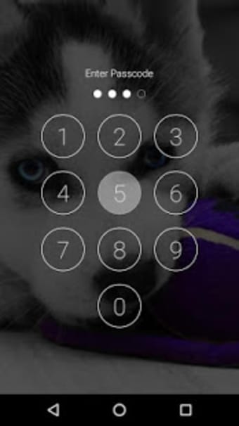 Husky Puppy HD Free Lockscreen PIN PATTERN 2019