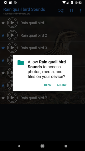 Rain quail bird Sounds ~ Sboard.pro