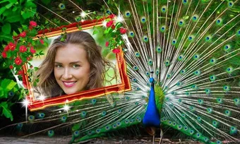 Peacock Photo Frames