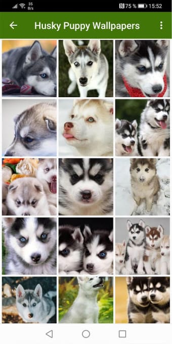 Husky puppies Wallpapers