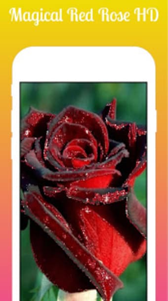 Magical Red Rose Live Wallpaper 2019 Red Rose