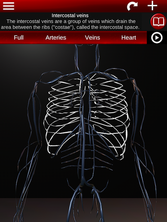 Circulatory System 3D Anatomy