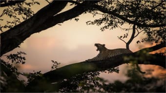 National Geographic Safari PREMIUM