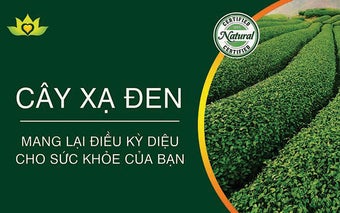 Bán Cây Xạ Đen Hòa Bình