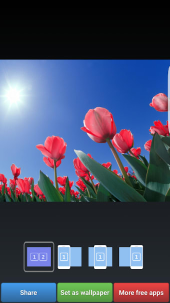 Colorful Tulip Wallpapers