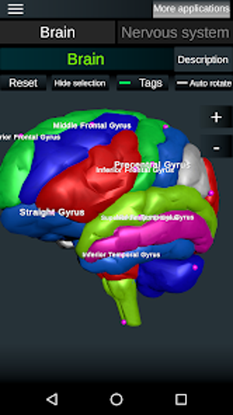 Brain and Nervous System 3D