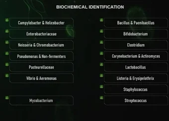 ABIS bacteria identification