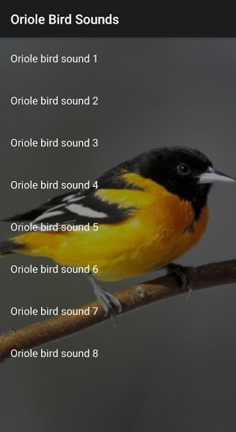 Oriole Bird Sounds