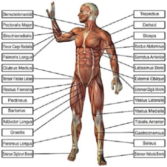 human anatomy and body health