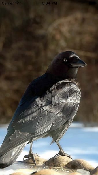 Crow Sounds  Crow Call Sound