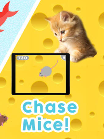Games for Cats - Cat Fishing Mouse Chase Cat Game