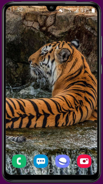 Royal Tiger Wallpaper HD