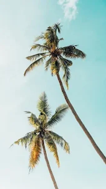 Palm Tree Wallpaper