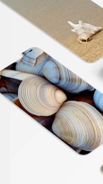 Seashell Wallpaper Aesthetic